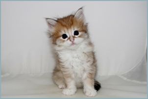 Female Siberian Kitten from Deedlebug Siberians